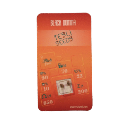 BLACK DOMINA