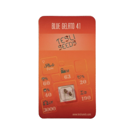 BLUE GELATO 41