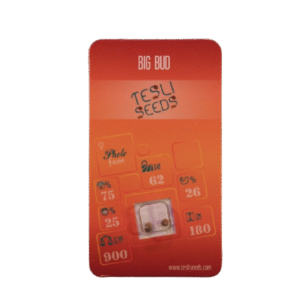 BIG BUD