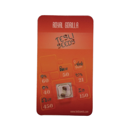 ROYAL GORILLA