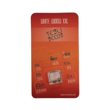 WHITE WIDOW XXL