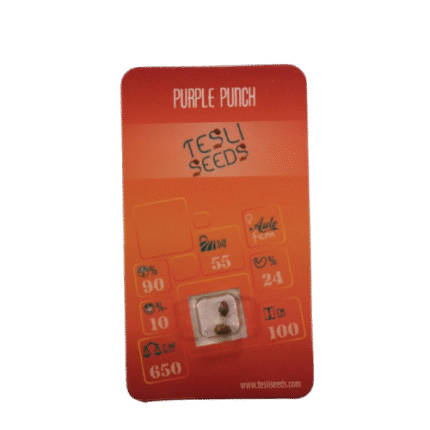 PURPLE PUNCH