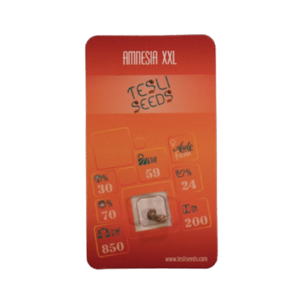 AMNESIA XXL