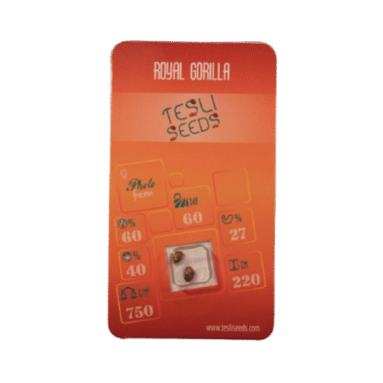 ROYAL GORILLA